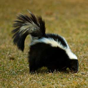 smelly skunk